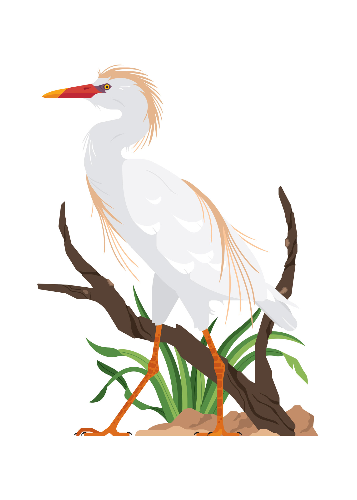 Birds of Note - Cattle Egret