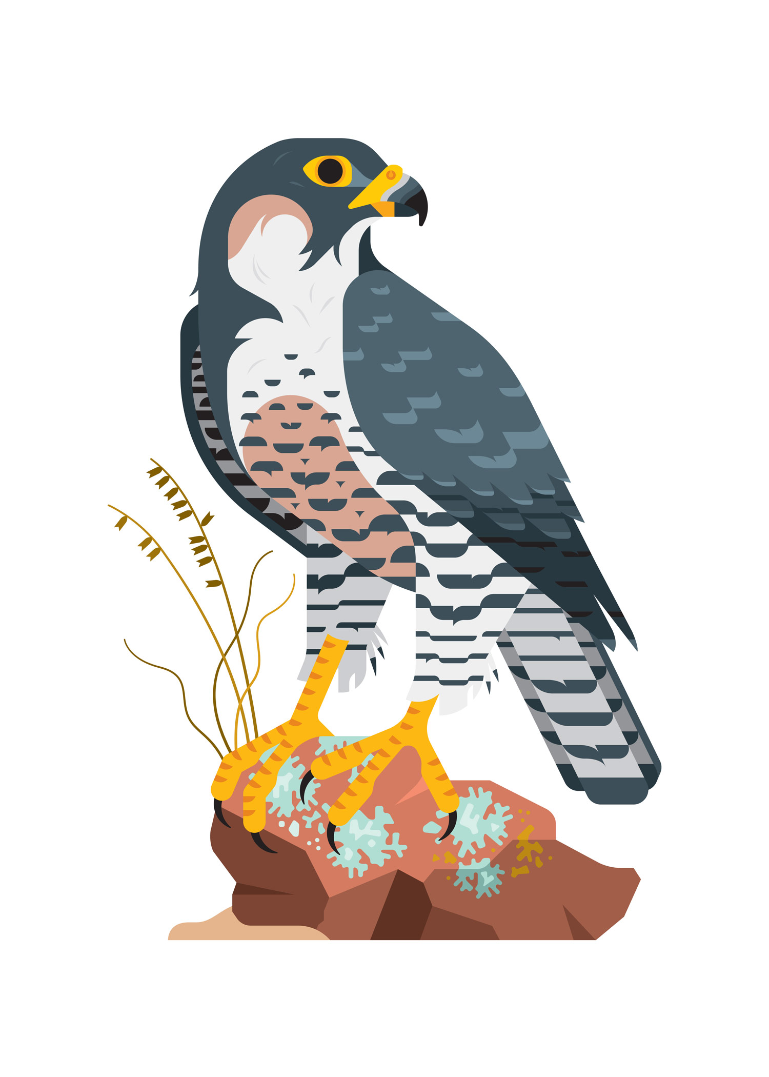 Birds of Note - Peregrine Falcon
