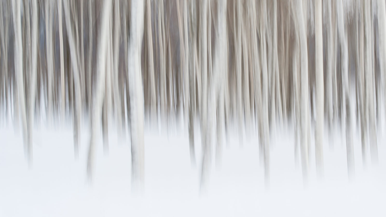Impressions of a strand of snowbound birches