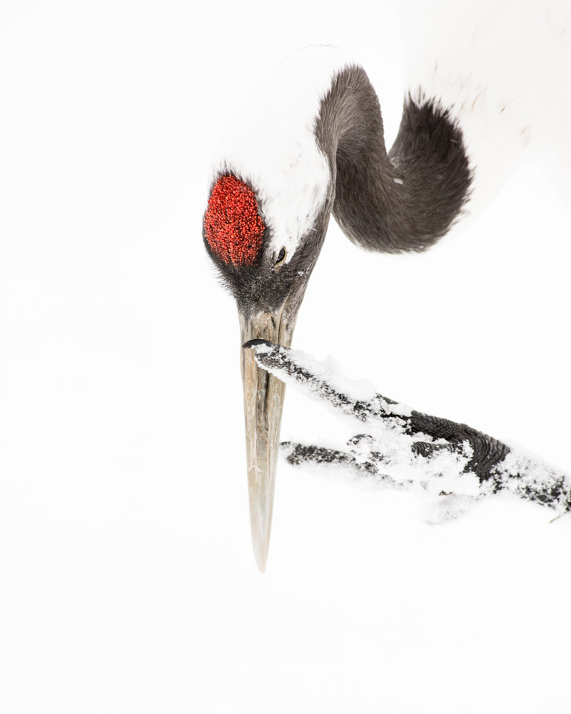 A Red-crowned crane