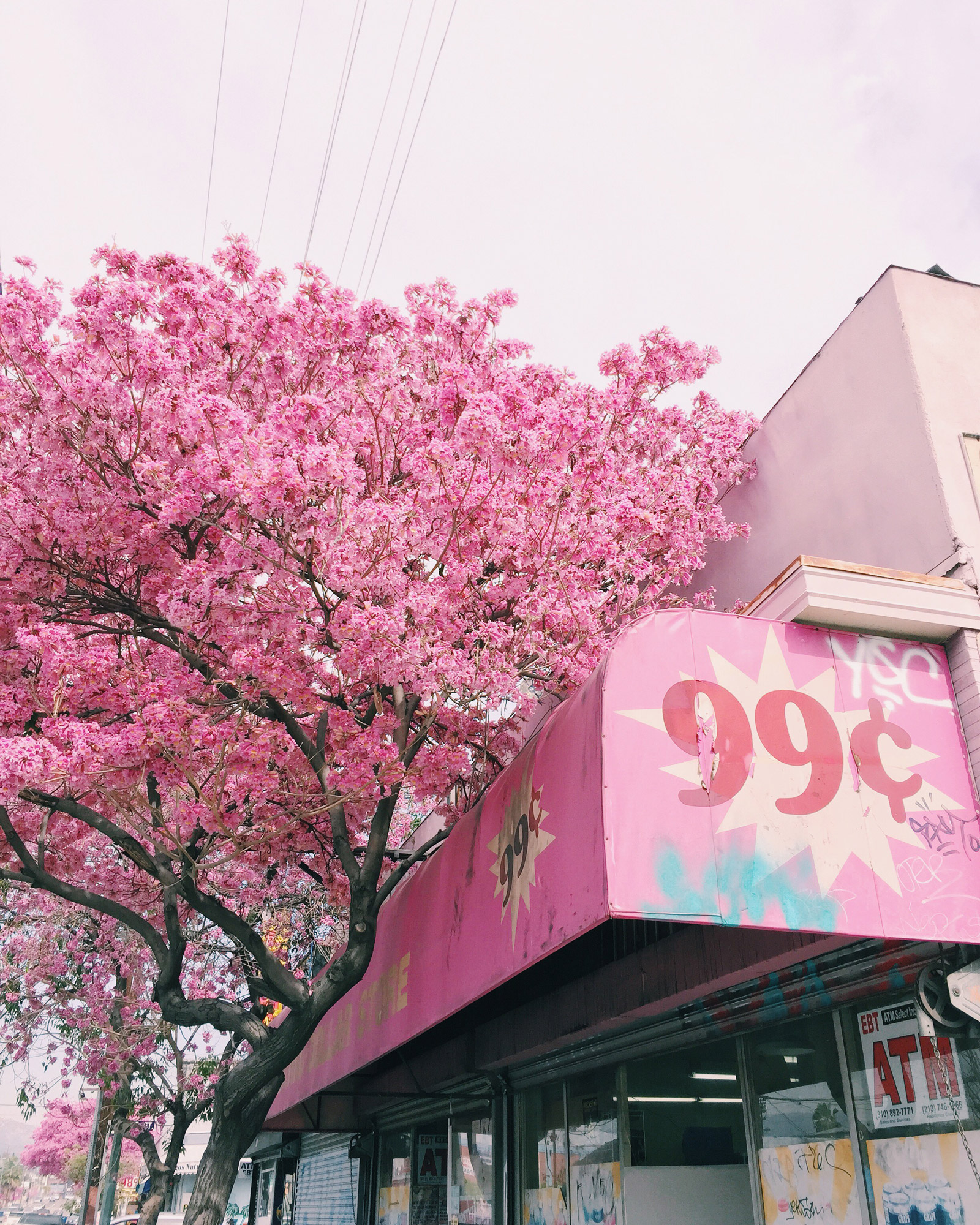 tree with pink flowers and pink 99 cent store awning