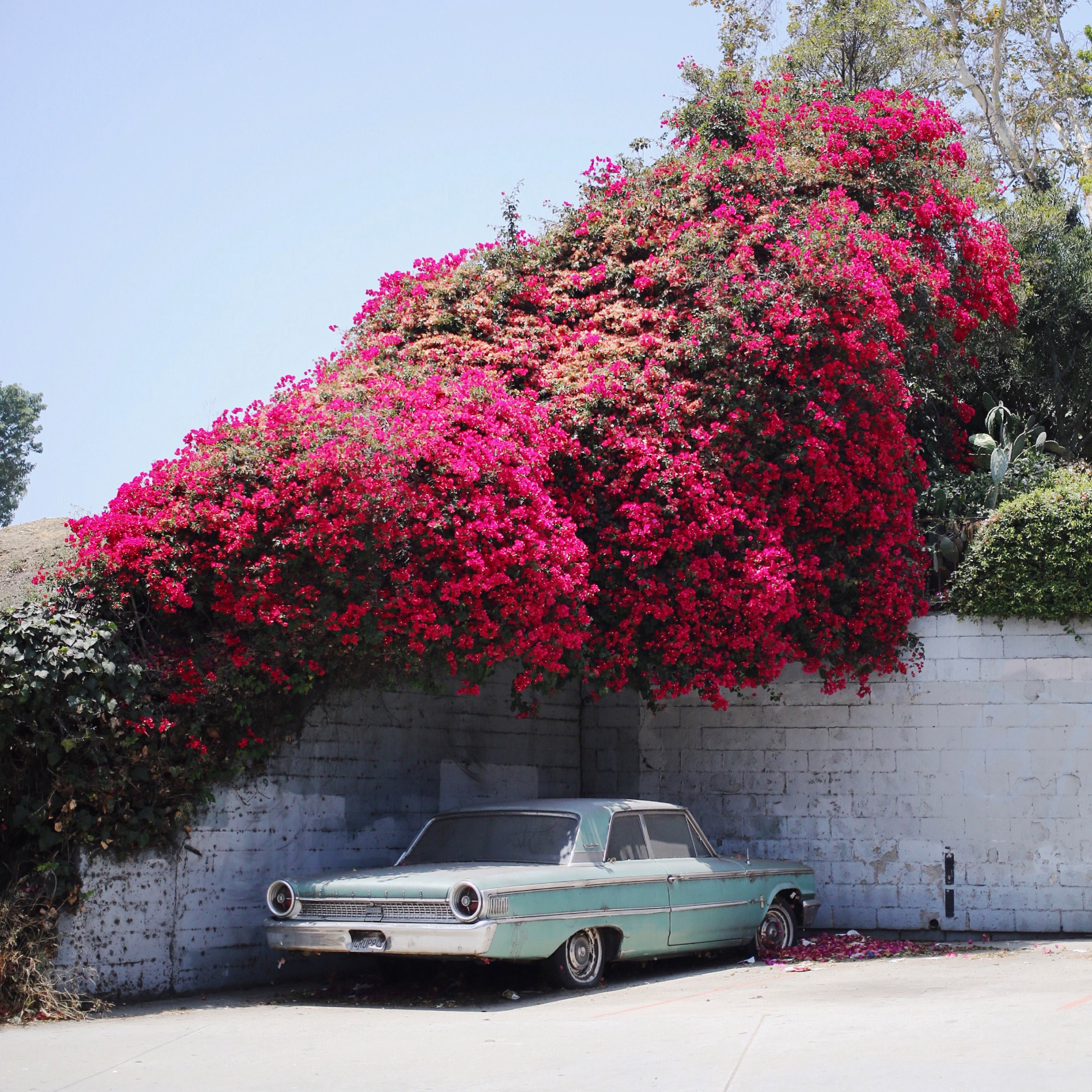 pink flowered bush with old car beneath