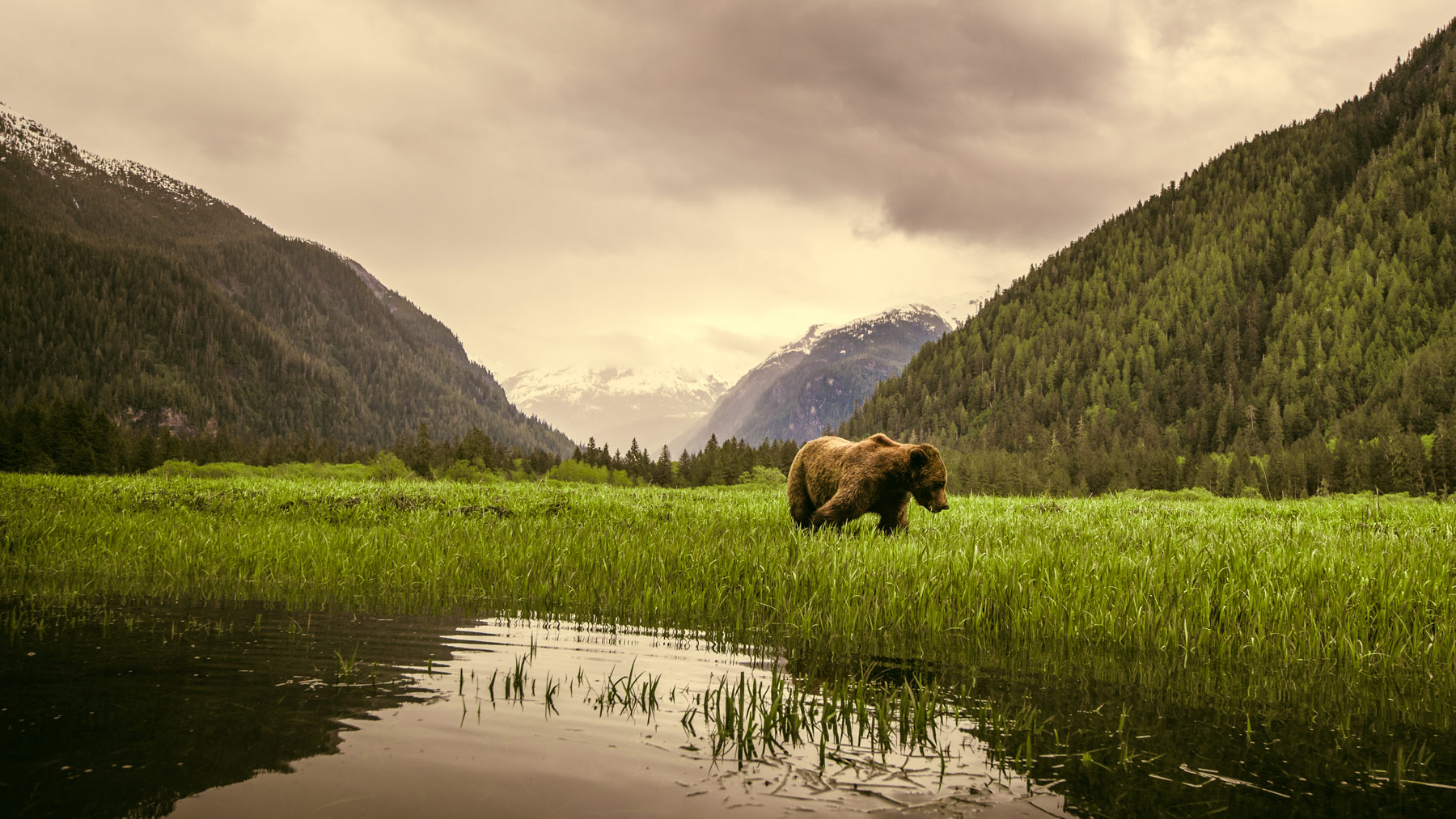 Grizzly bear in the estuary