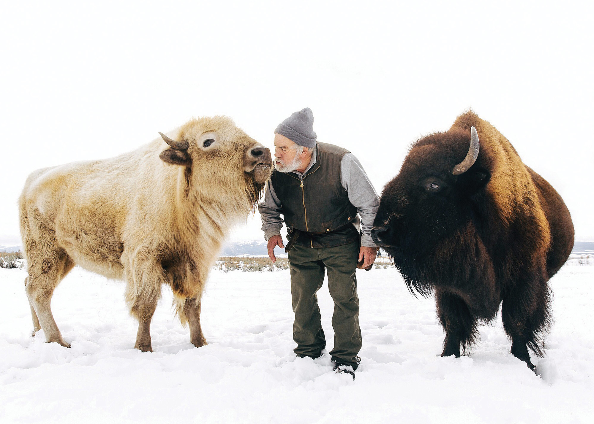 Jean stands with bison, Nima and Bluebell, at Earthfire Institute in Idaho