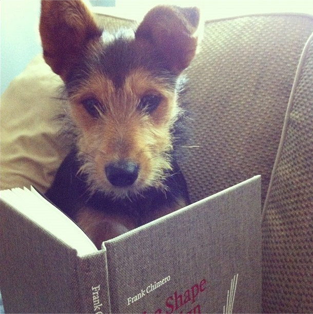 Peter the Puppy reading The Shape of Design